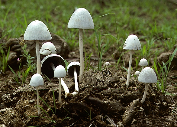 Панеолус антильський (Panaeolus antillarum)