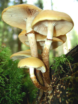Panjičica ili promjenljiva grivalja (Kuehneromyces mutabilis)