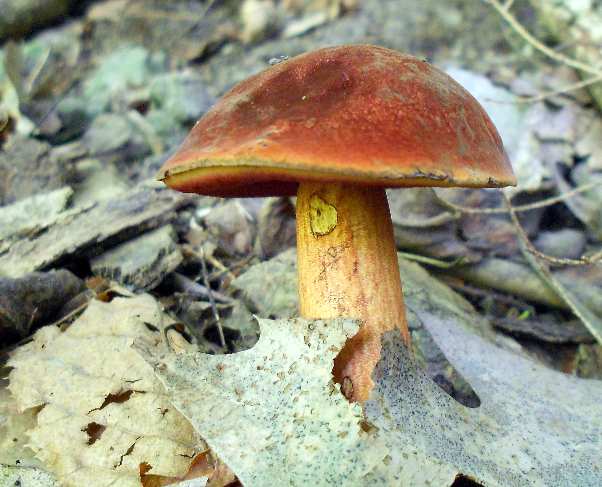 Rdečeusti bet (Boletus subvelutipes)