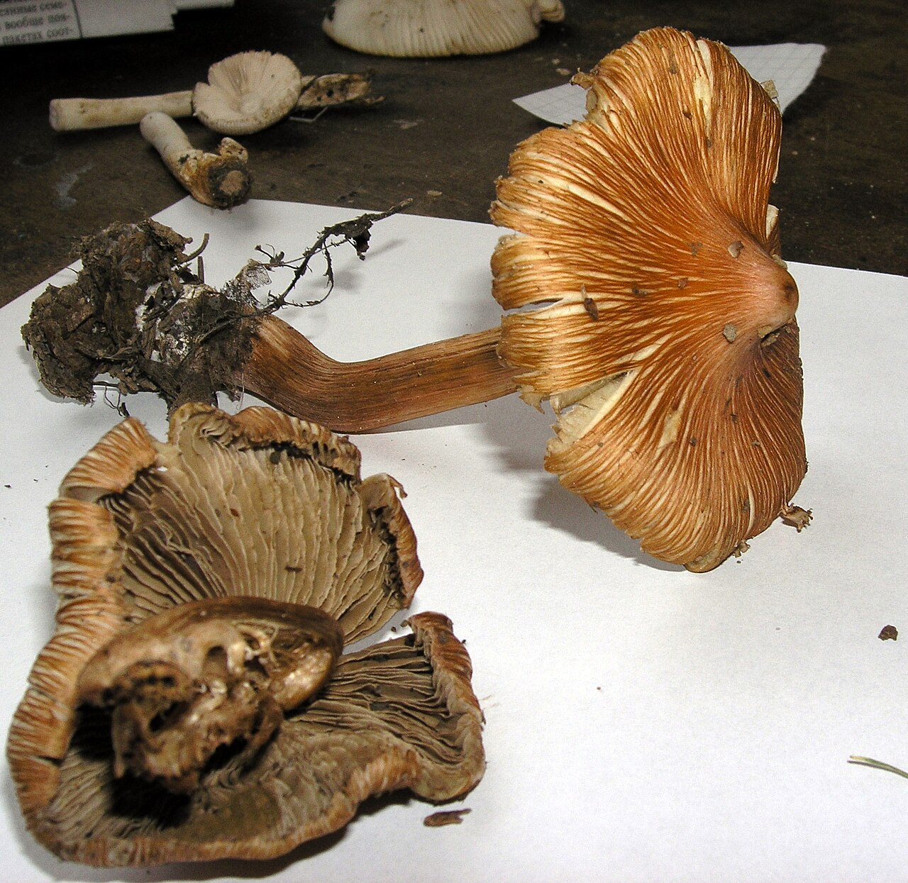 Pullu Zehirsiz Lifli Şapka (Inocybe godeyi)