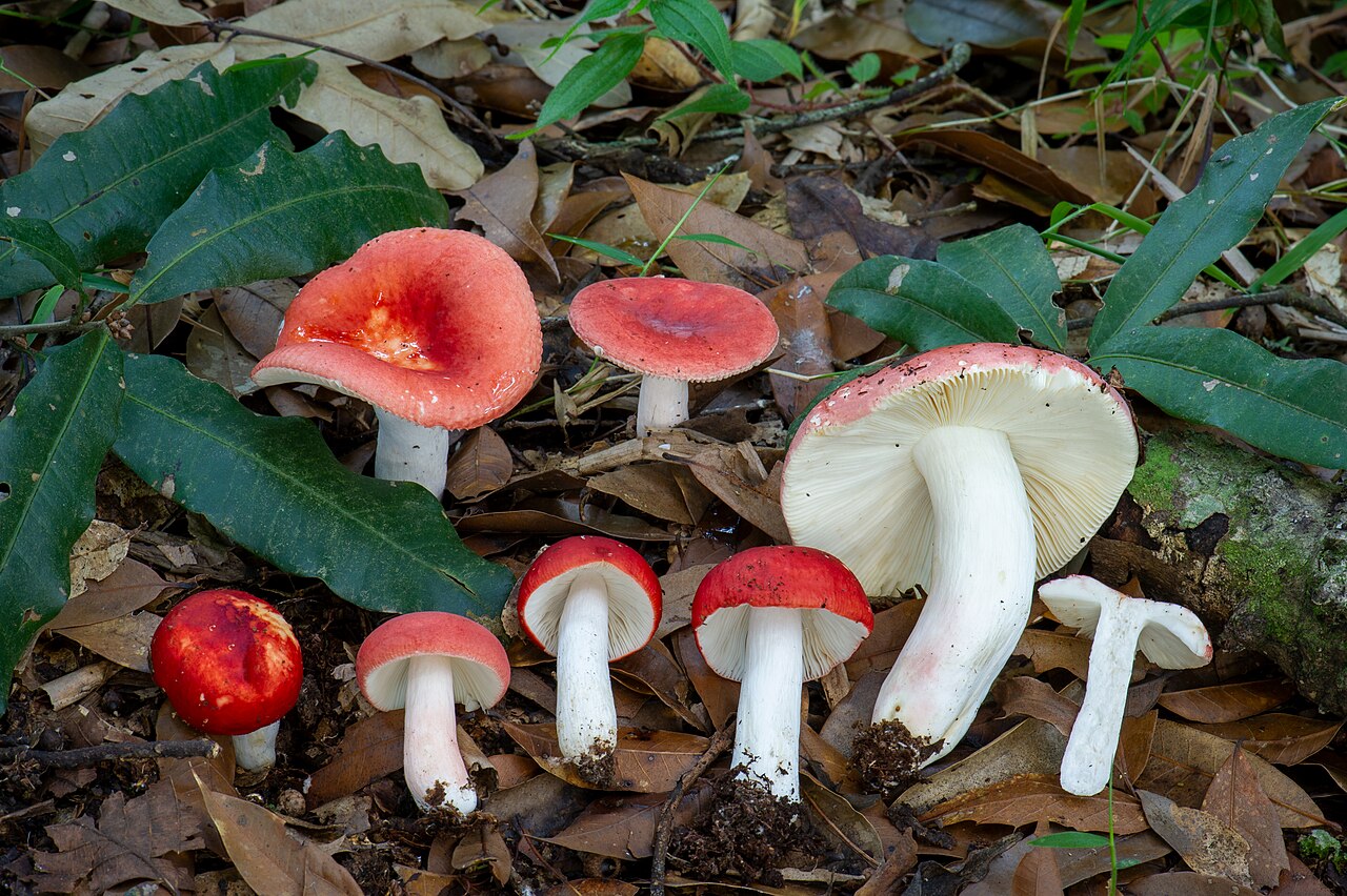 Kretsriska (Russula vinosa)