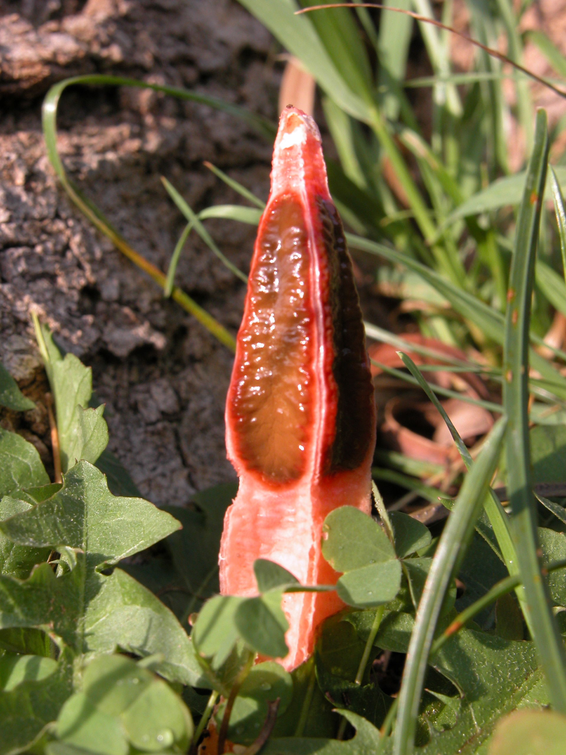 Stinkhorn Sepeti, Hasır Kokar (Lysurus mokusin)