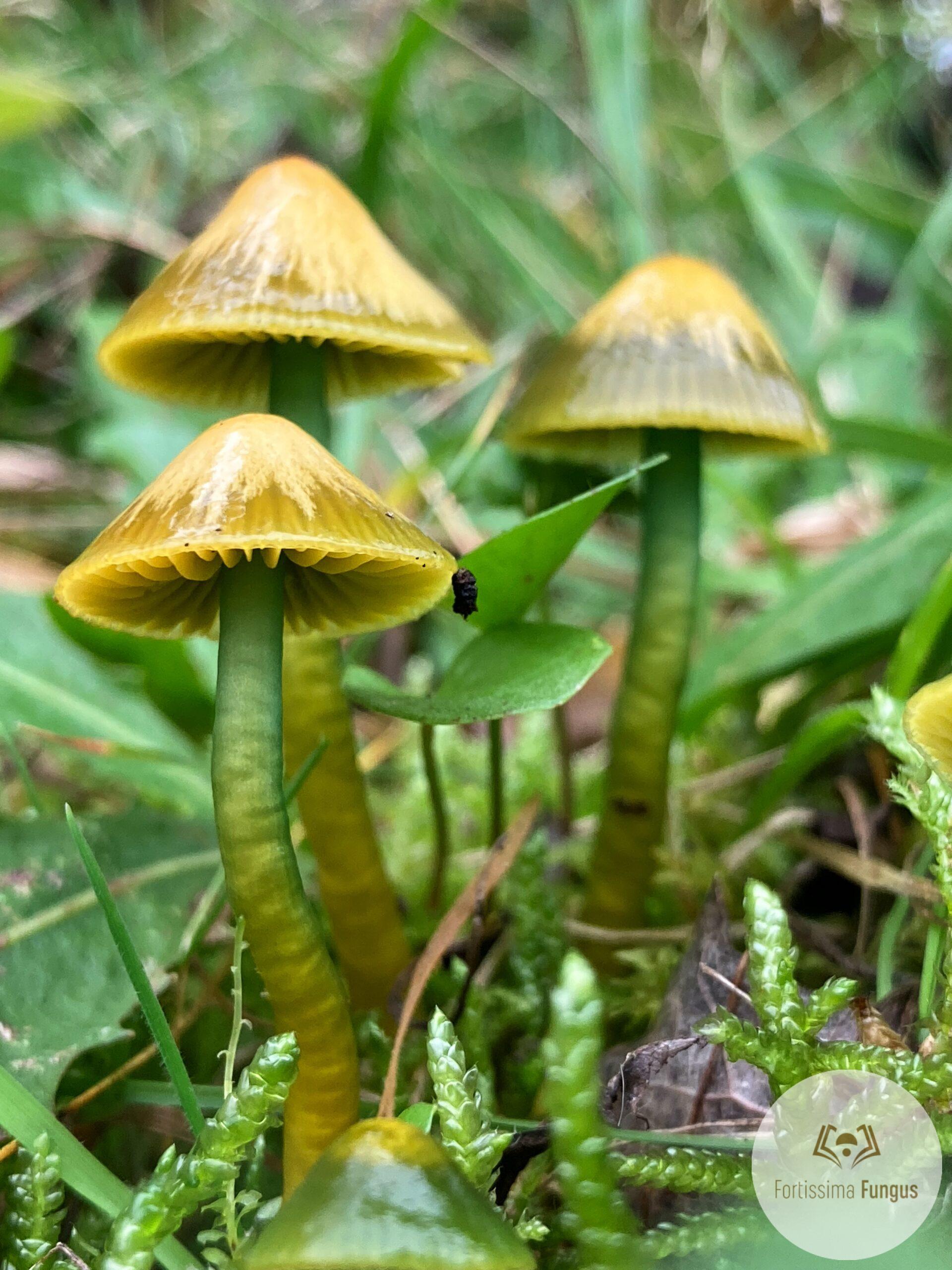 Butterkapslämling (Hygrocybe ceracea)