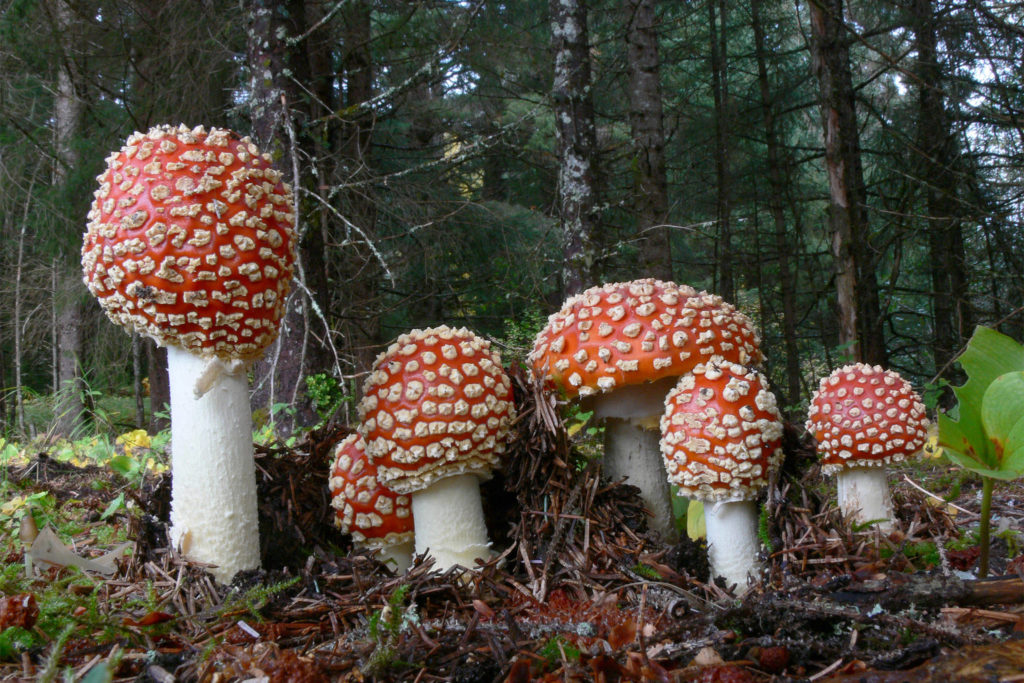 Aspfjällticka (Phellinus tremulae)
