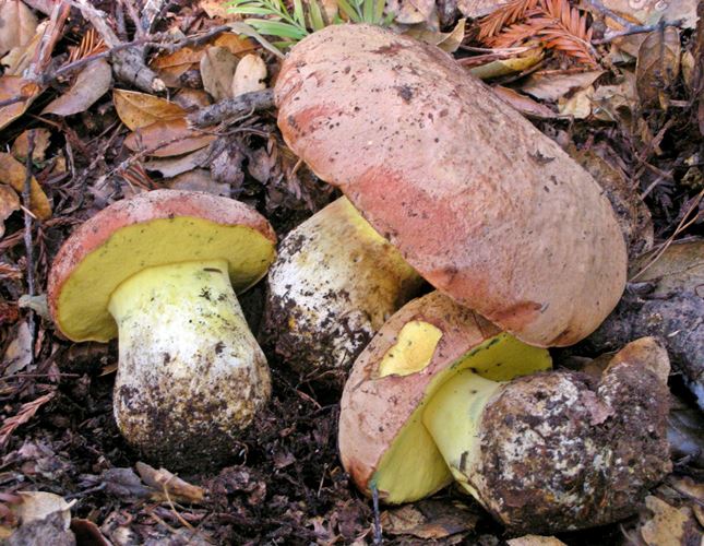 Butter Boletus (Butyriboletus appendiculatus)