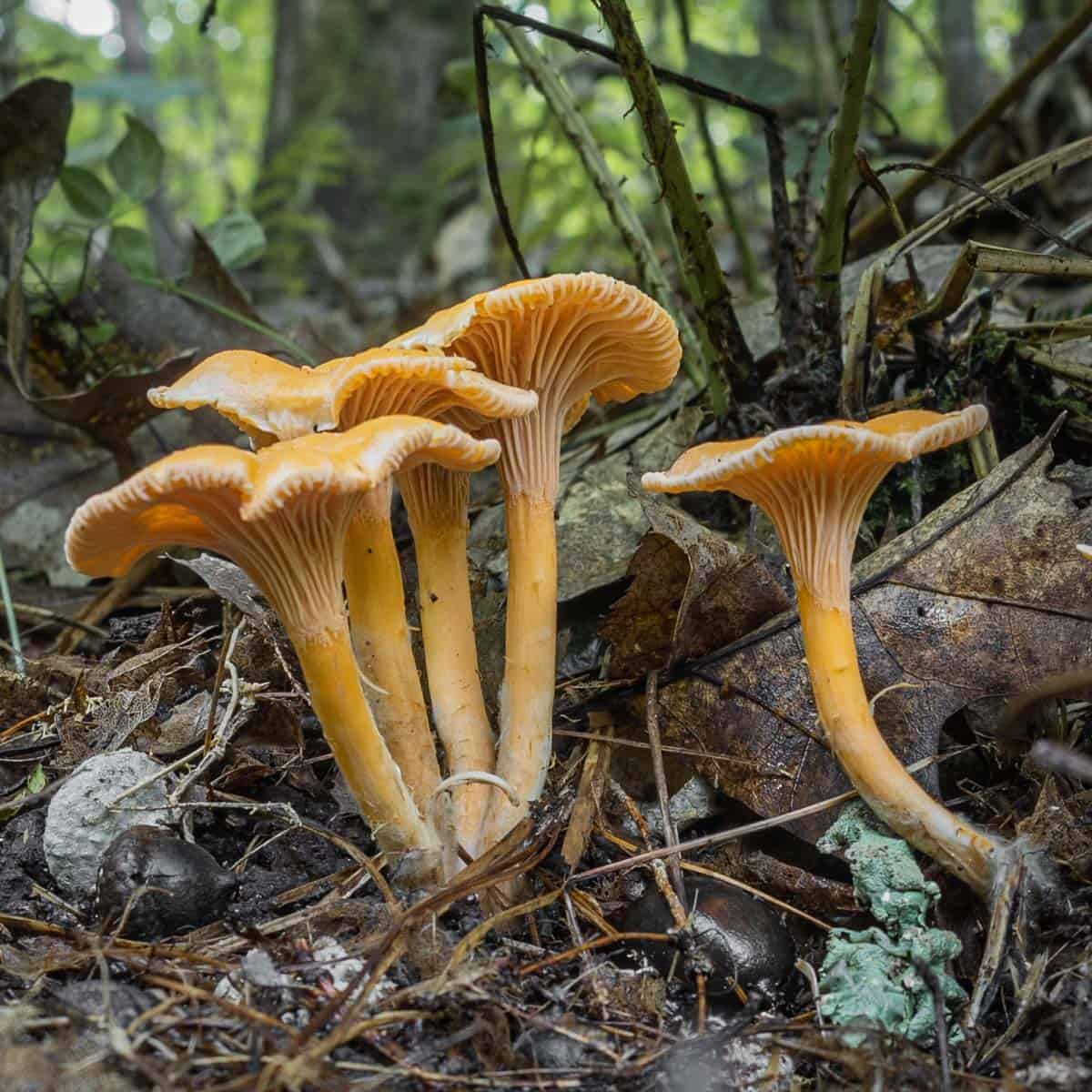 เห็ดแชนเทอเรล (Cantharellus cibarius)