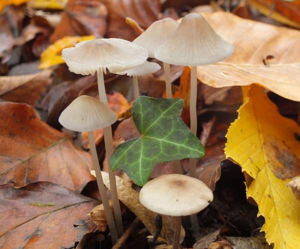 Зимова міцена (Mycena vitilis)