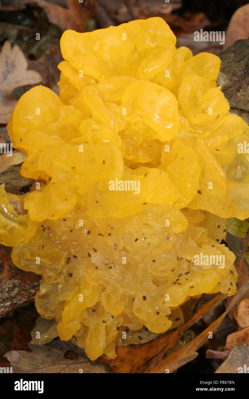 Orange Jelly Fungus (Dacrymyces palmatus)