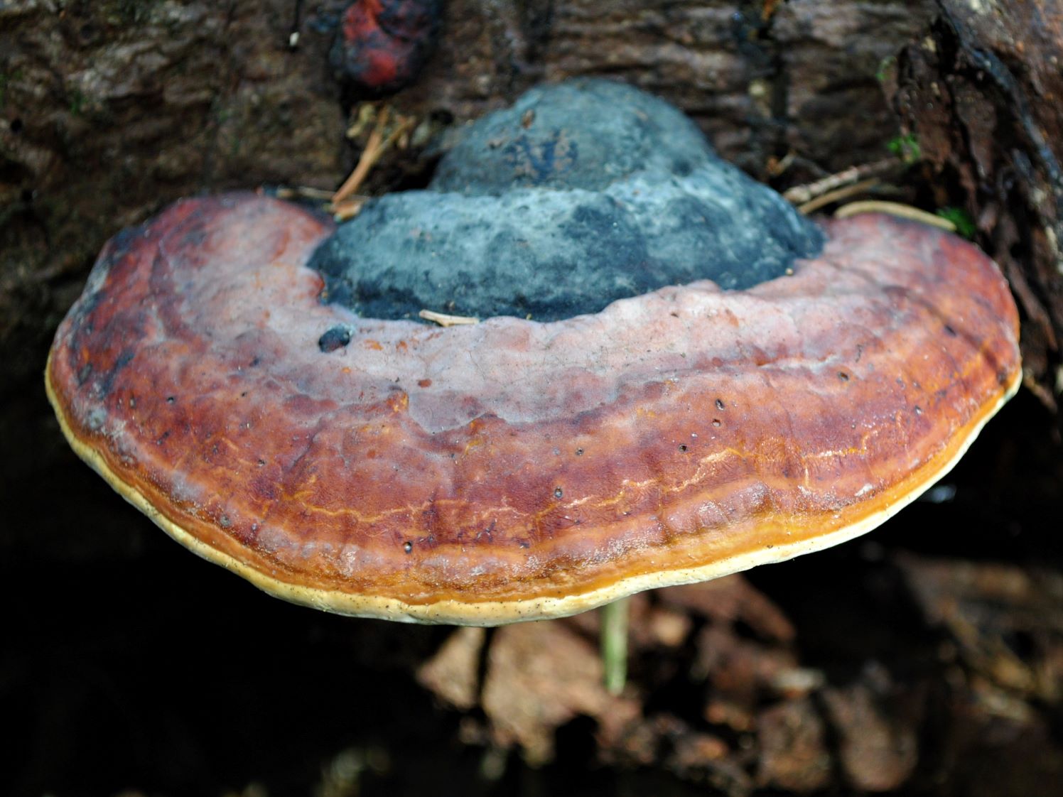 Olgunlaşmamış Reishi / Kuzey Amerika Reishisi (Ganoderma sessile)