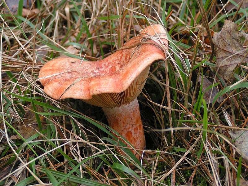 红松乳菇 (Lactarius subplinthogalus)