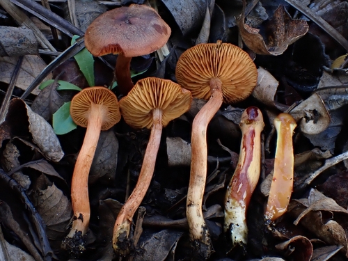 Bay-brown webcap (Cortinarius uliginosus)
