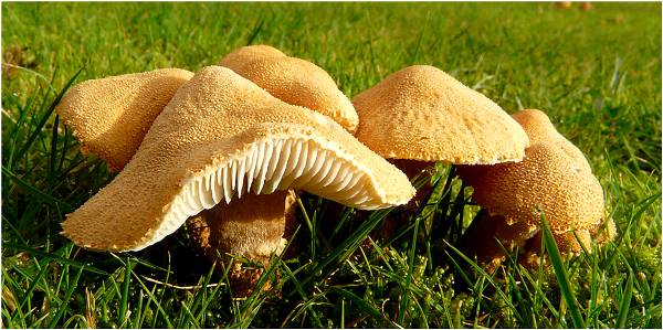 Tårgrynslömsk (Cystoderma amianthinum)
