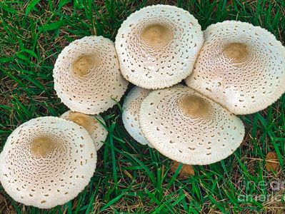 Bedľa končistá (Macrolepiota mastoidea)