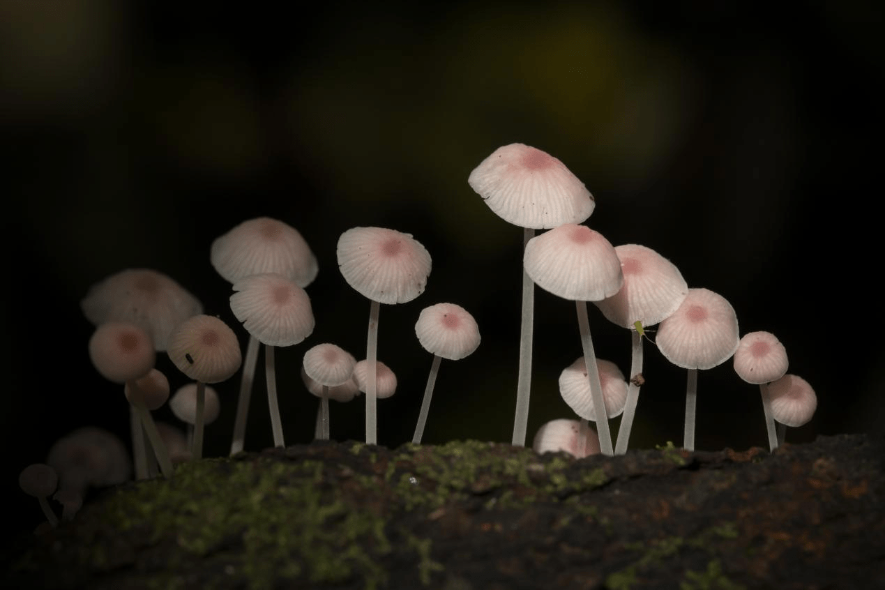 霜降小菇 (Marasmius pruinosipes)