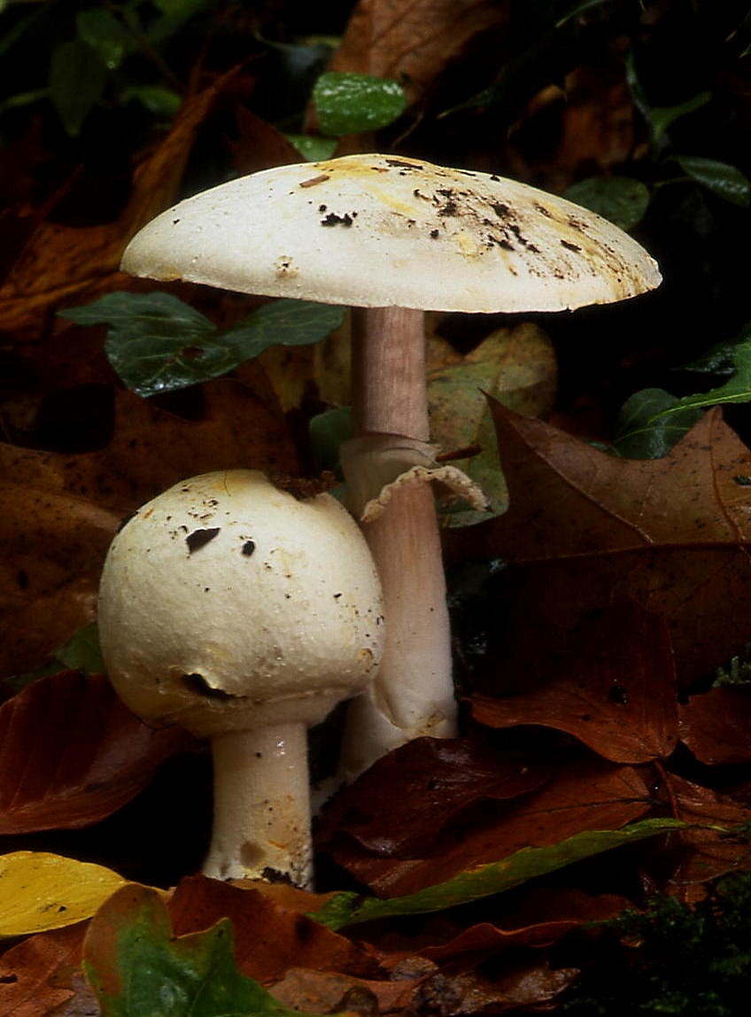 Печериця лісова, Печериця жовтіюча (Agaricus sylvicola)