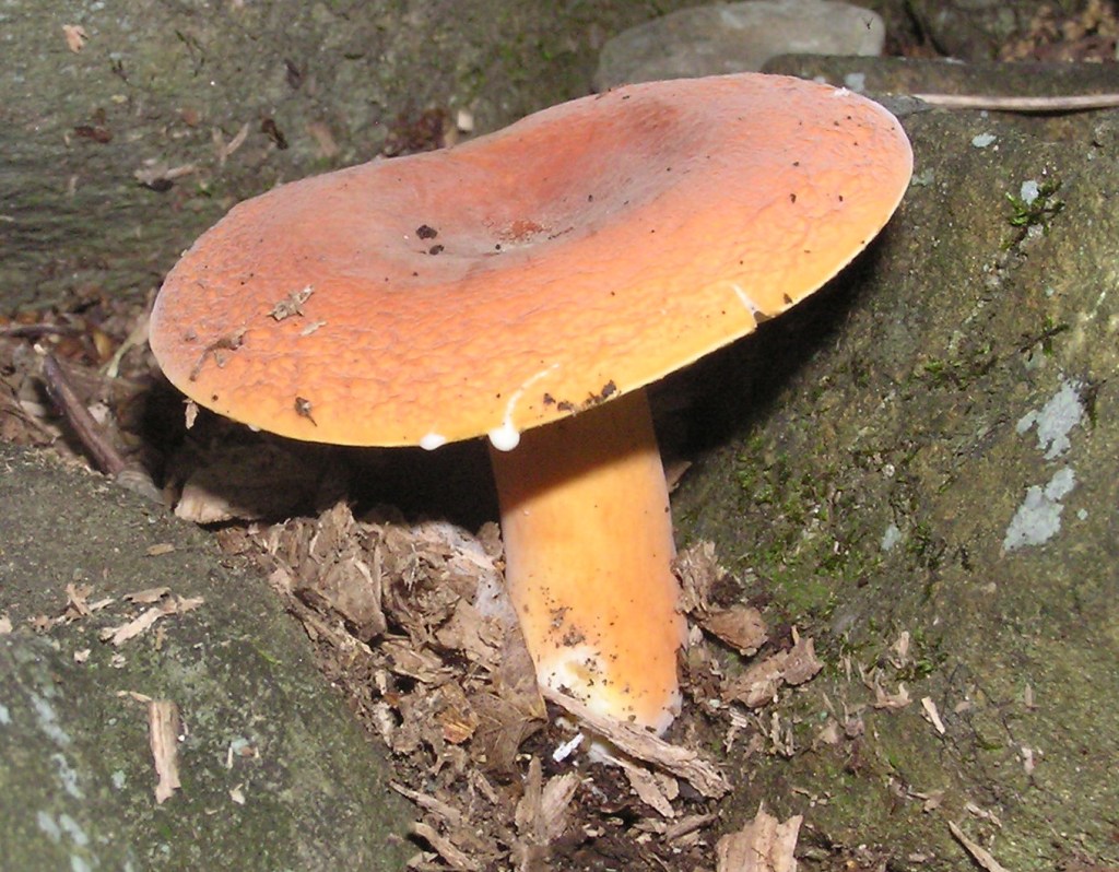 Tawny Milkcap (Lactarius volemus)