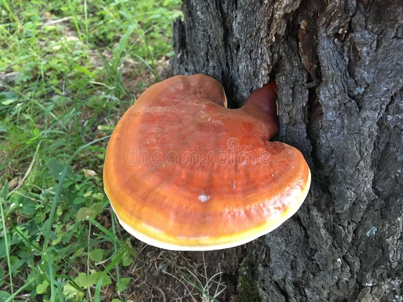 漆树层孔菌 (Fomitiporia sumacina)