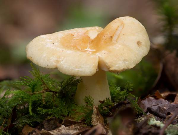 Геранієва сироїжка (Russula geranium)