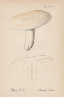Mlečna golobica (Russula lactea)