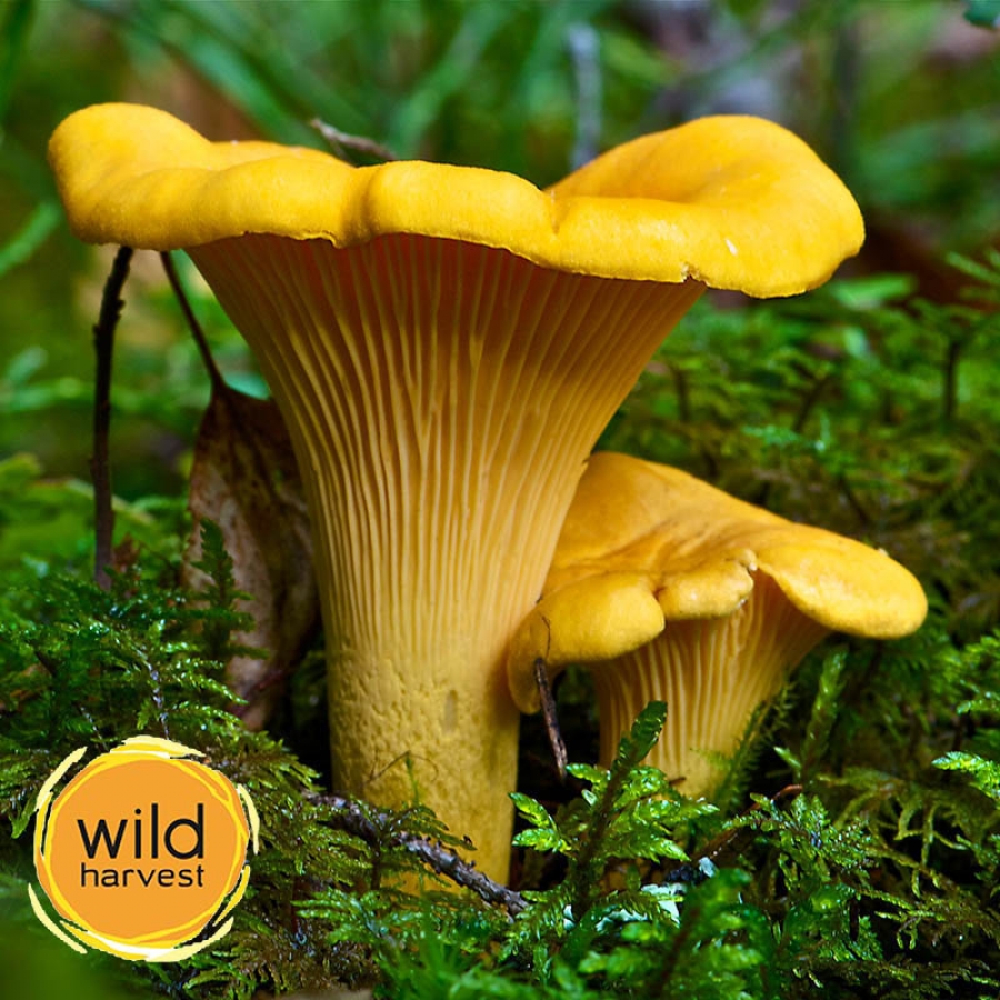 Sarı Mercan Mantarı (Ramaria flava)