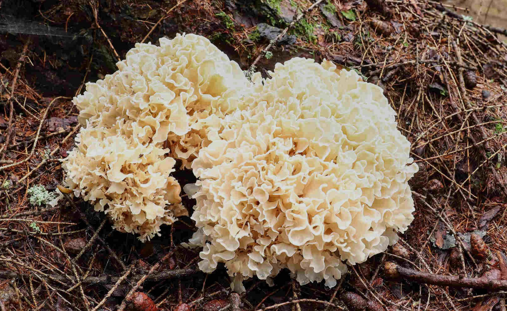 Trúdnikovec kučeravý (Sparassis crispa)