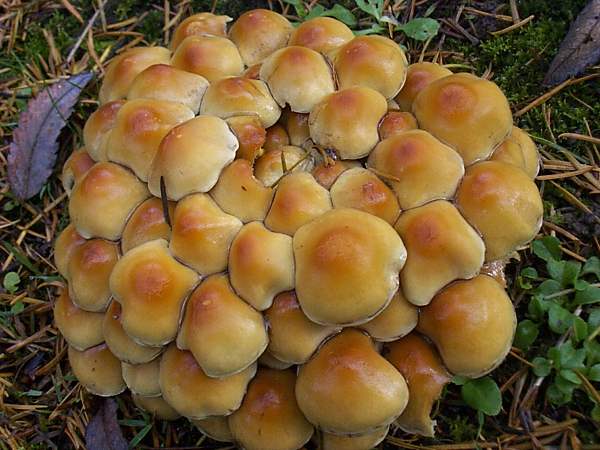 Sumporna vesta (Hypholoma fasciculare)