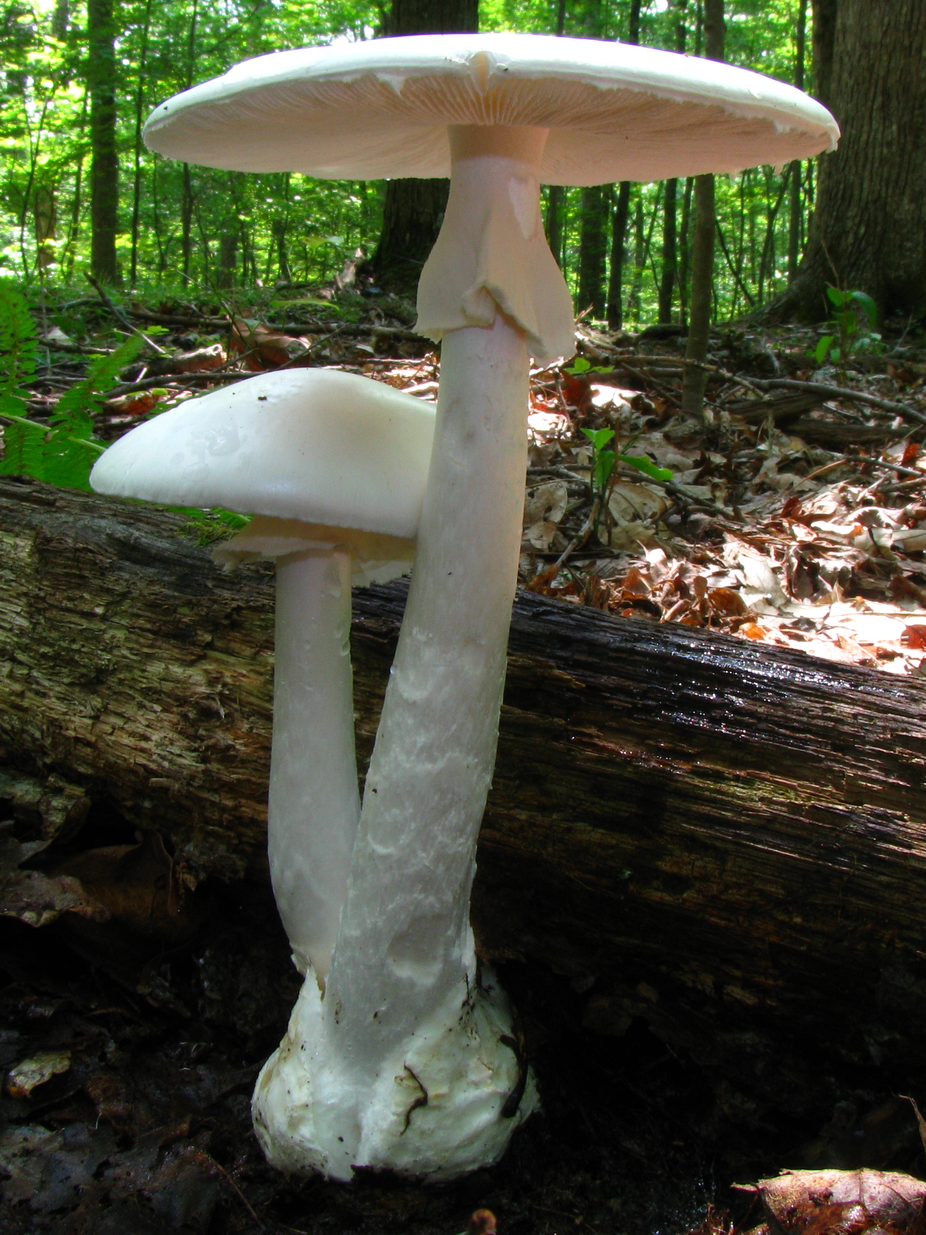 Zapadni anđeo smrti (Amanita bisporigera)
