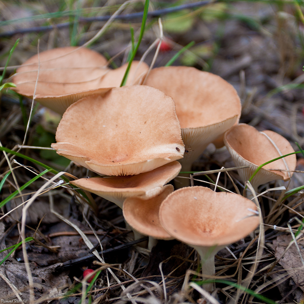 Huni Huni Mantarı (Clitocybe infundibuliformis)