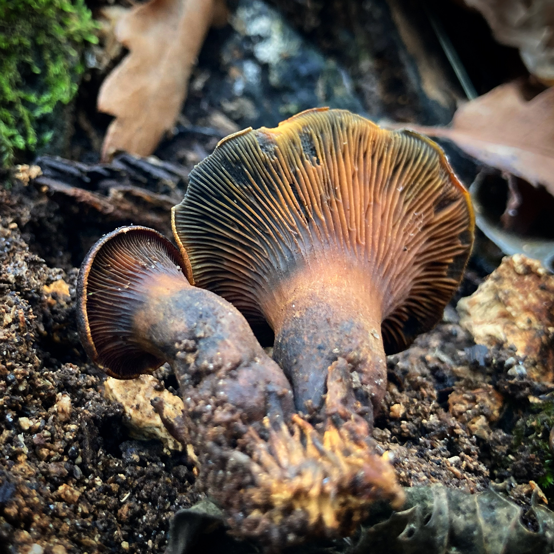 Kış Huni Mantarı (Clitocybe brumalis)