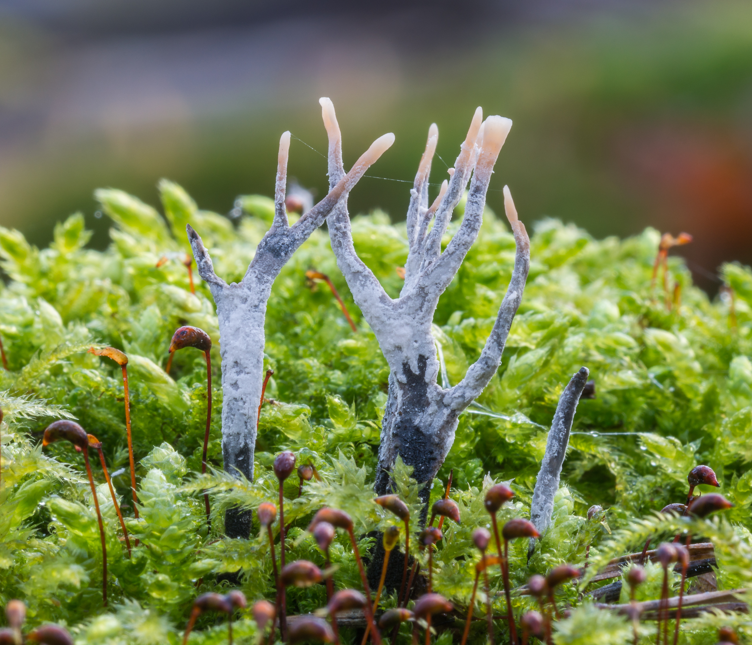 Candlesnuff fungus (Xylaria hypoxylon)