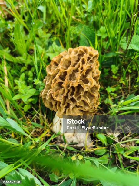 Adi Kuzu Göbeği (Morchella esculentoides)