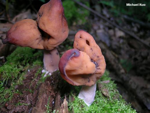Hättemurkla (Gyromitra infula)