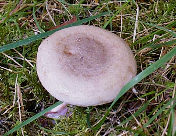 Menekşe Sütlüce (Lactarius violascens)