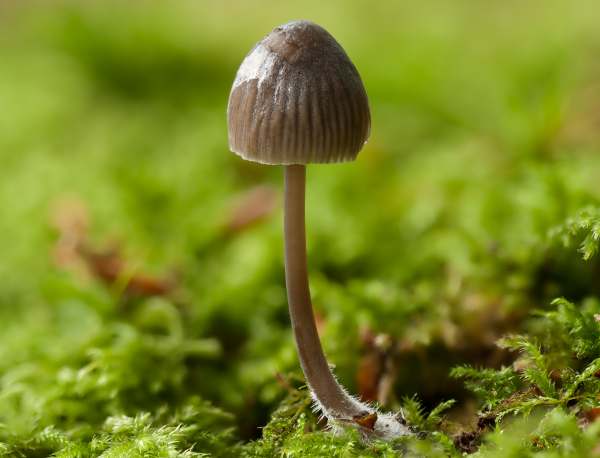 Mycena abramsii (Mycena abramsii)