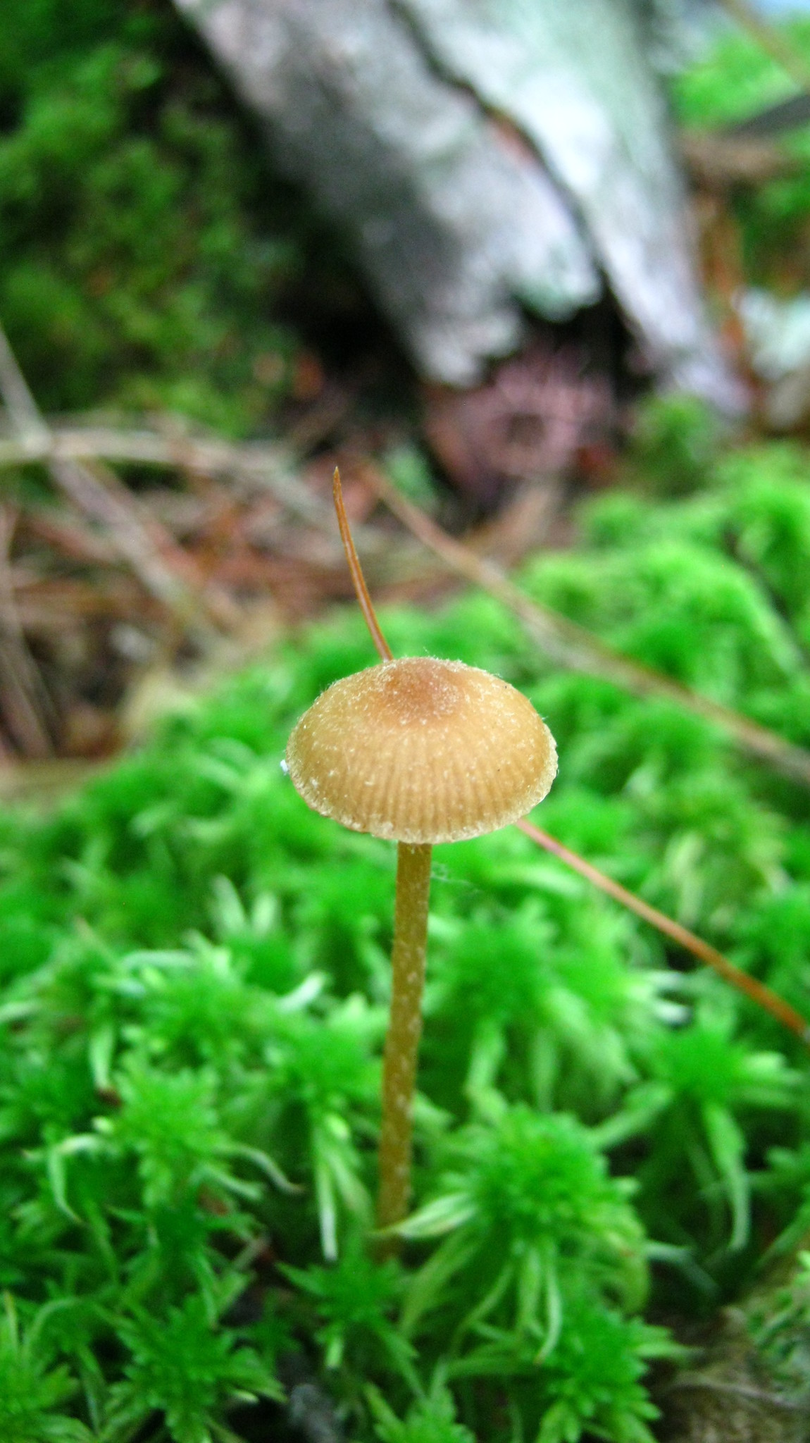 Kärrskivling (Galerina paludosa)