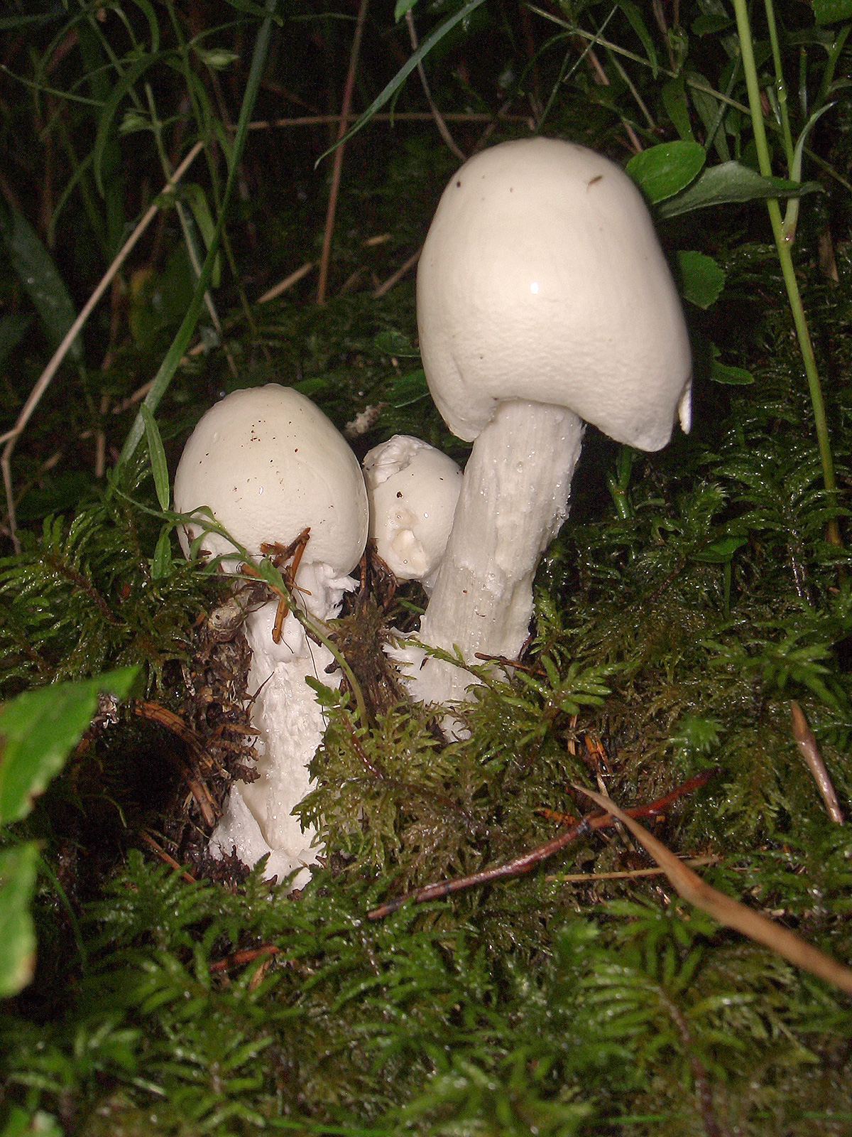 鳞柄白鹅膏菌 (Amanita smithiana)