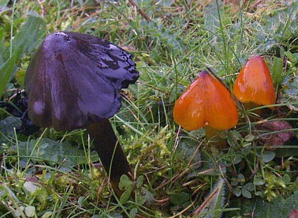 亮黄蜡伞 (Hygrocybe acutoconica)