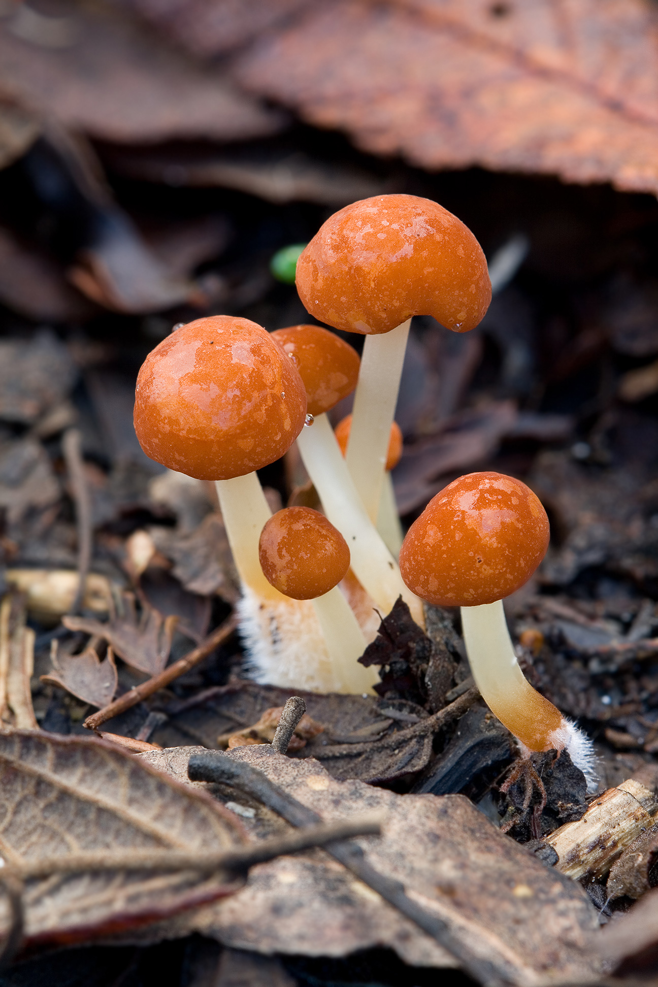 ไม่ปรากฏชื่อสามัญภาษาไทยที่แน่ชัด (Marasmius vagus)