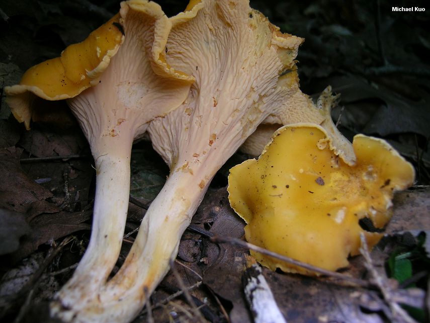Pürüzsüz Kanterel (Cantharellus lateritius)