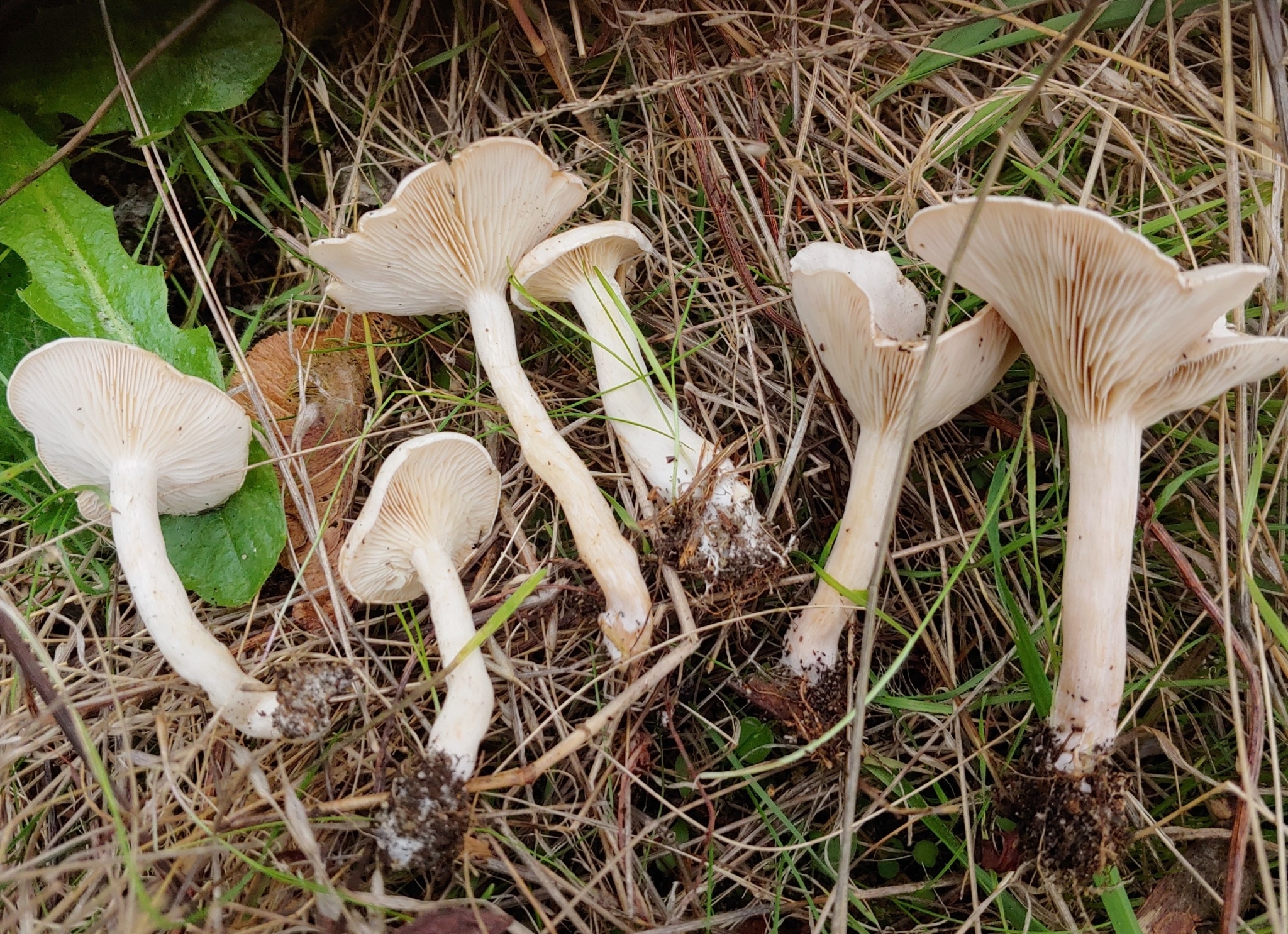 Blekmusseron (Hygrophorus eburneus)