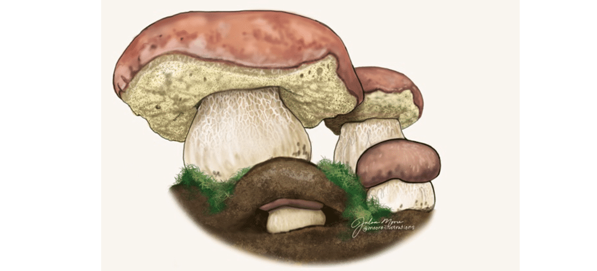 Spring King Bolete (Boletus rex-veris)