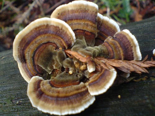 Ćureći rep (Trametes versicolor)