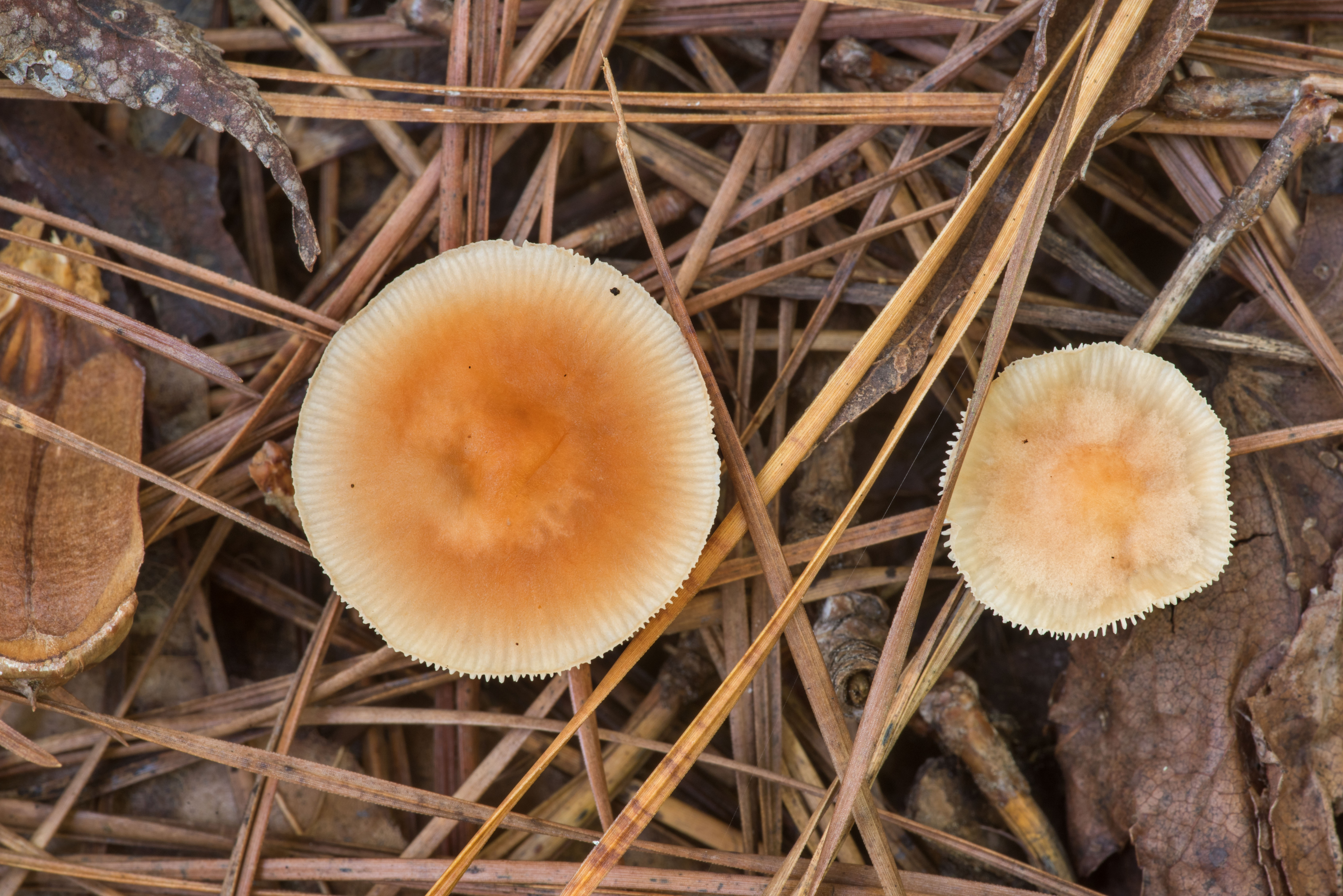 Tegelröd nagelskivling (Kuehneromyces lateritius)