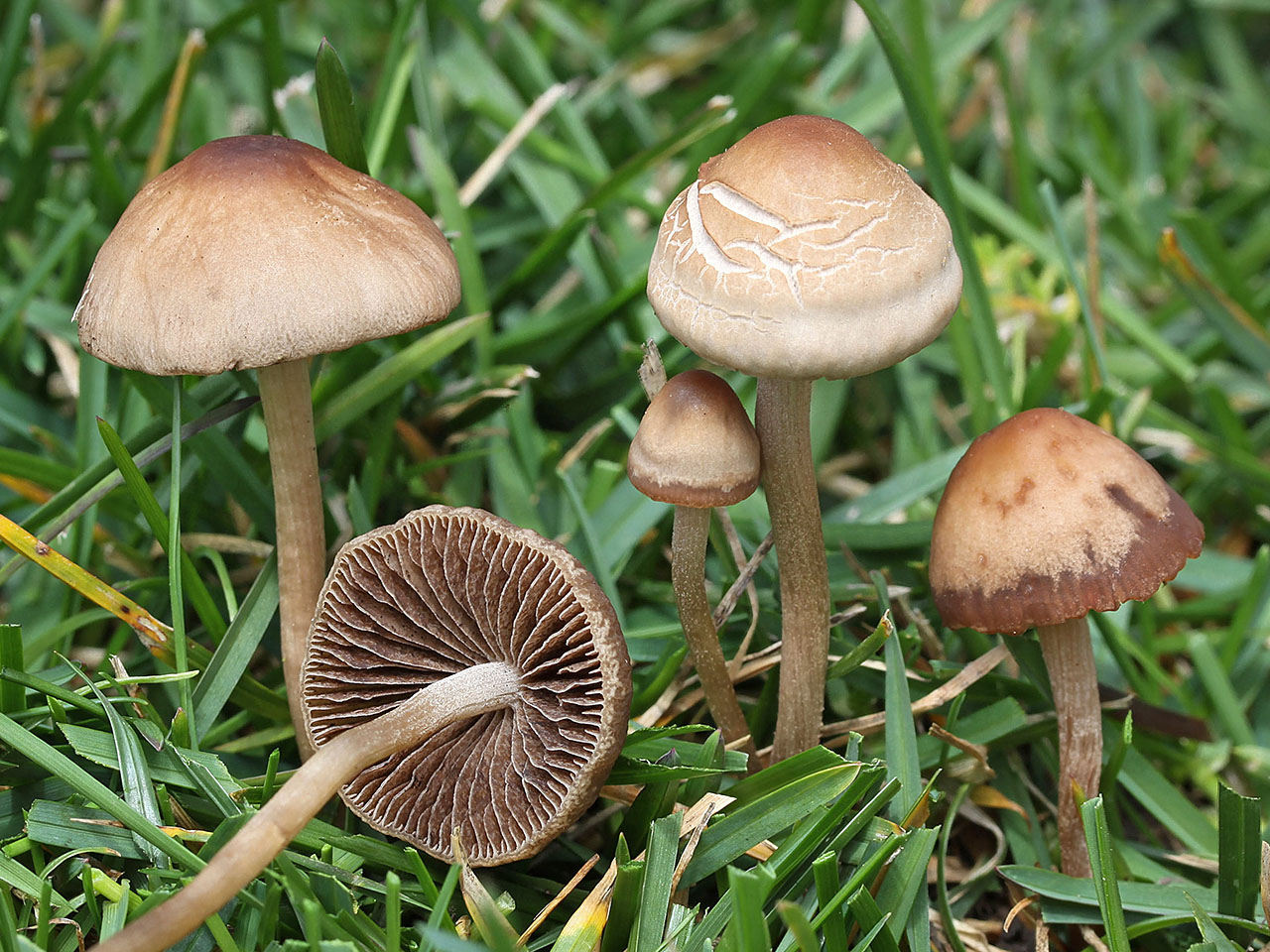 Höängssvamp (Panaeolina foenisecii)