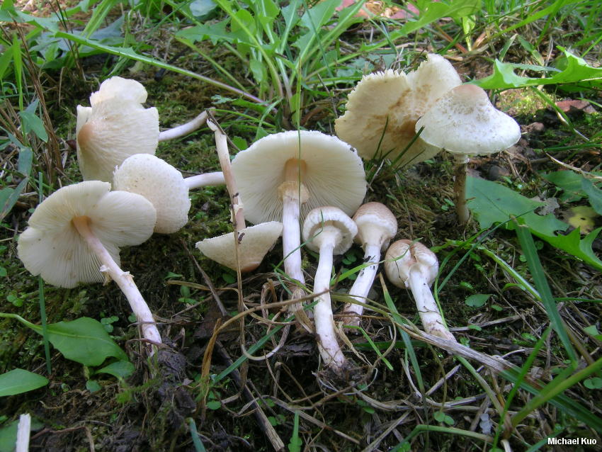 Kristal Şemsiye Mantarı (Lepiota cristata)