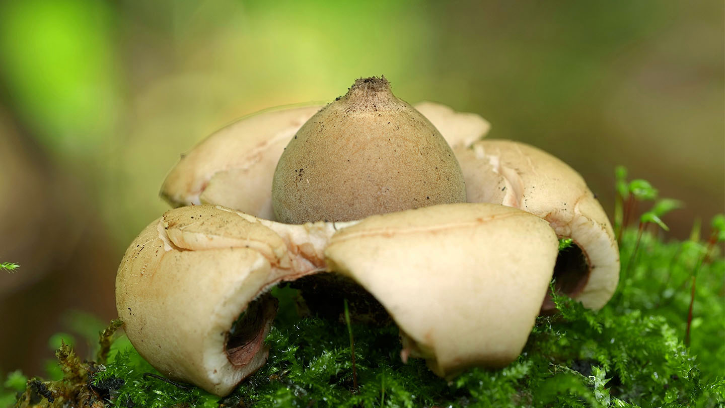 三裂地星 (Geastrum triplex)
