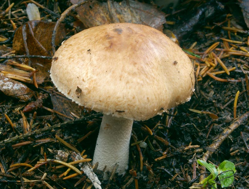 Rdečeči gozdni kukmak (Agaricus silvaticus)