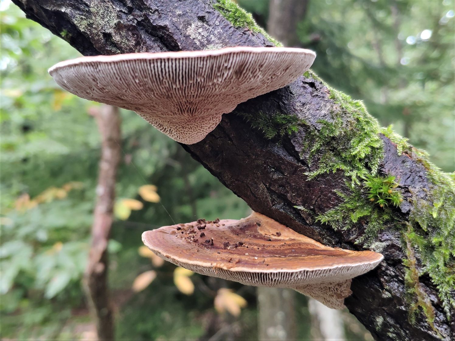 Blushing Bracket (Daedaleopsis confragosa)