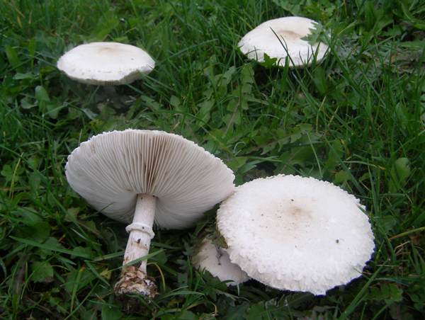 Beyaz Beyin Mantarı (Ductifera pululahuana)