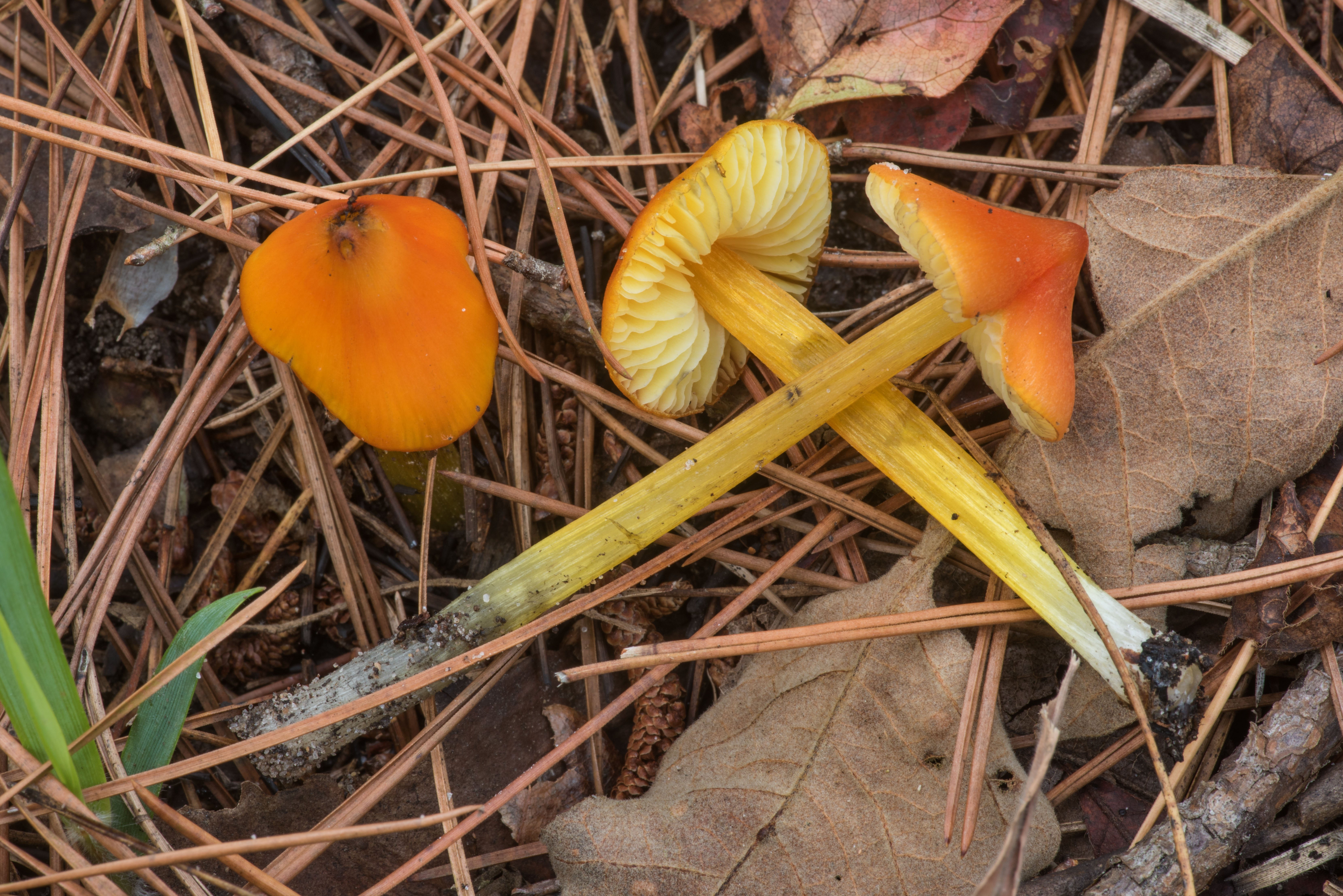 Golden waxy cap (Hygrocybe flavescens)